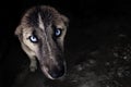 Portrait of a sad wet lonely dog Ã¢â¬â¹Ã¢â¬â¹with bright blue eyes. Homeless animals